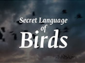 The Secret Language of Birds